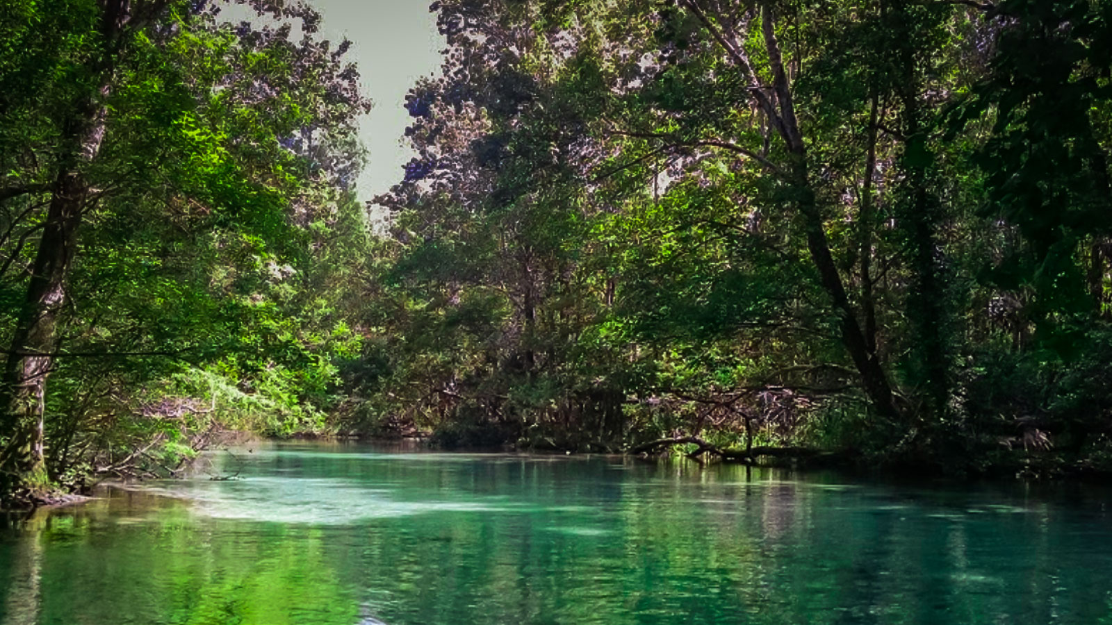 are dogs allowed at weeki wachee springs